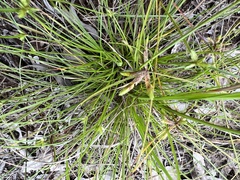 Cyperus gracilis