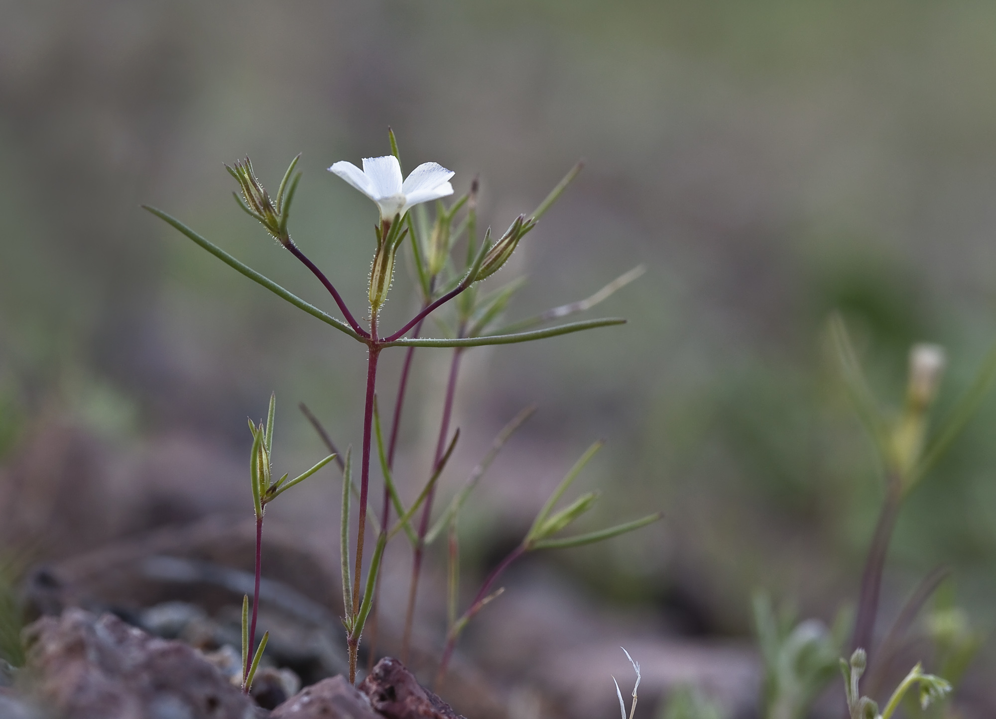 Linanthus jonesii