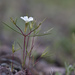 Jones' Linanthus - Photo (c) John Game, some rights reserved (CC BY-NC-SA)