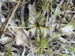 Cyperus gracilis