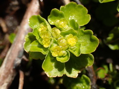 Chrysosplenium tetrandrum