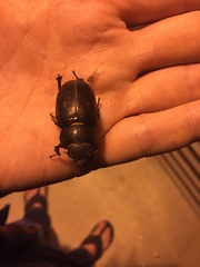 Lucanus placidus