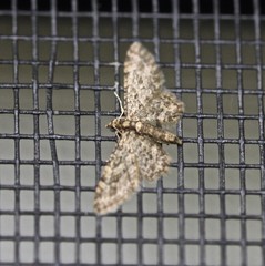Gymnoscelis acidna