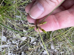 Cyperus gracilis