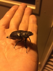 Lucanus placidus