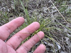 Cyperus gracilis