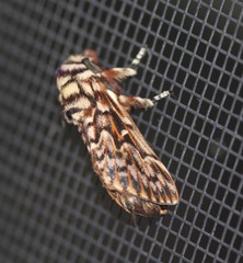 Pararguda diamphidia