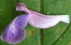 Salvia clinopodioides
