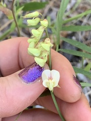 Lathyrus delnorticus