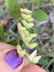 Lathyrus delnorticus