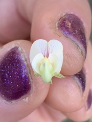 Lathyrus delnorticus