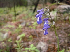Salvia prunelloides