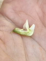 Lathyrus delnorticus