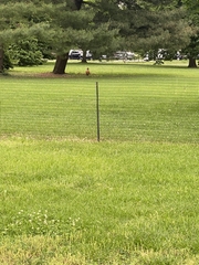 Turdus migratorius