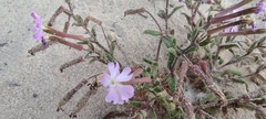 Silene cambessedesii