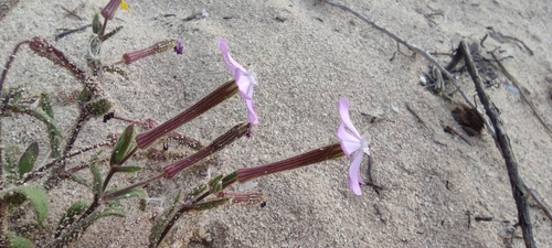 Silene cambessedesii, photograph 2