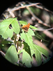 Polygonia satyrus