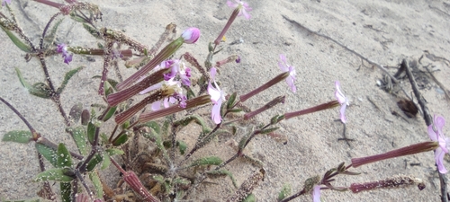 Silene cambessedesii, photograph 3