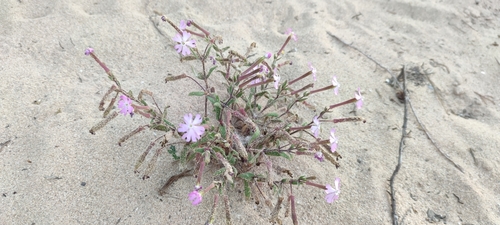 Silene cambessedesii, photograph 4