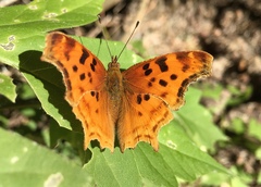 Polygonia satyrus