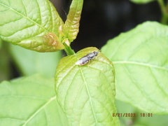 Odontomyia profuscata