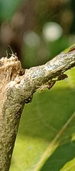 Alchisme tridentata