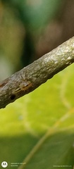 Alchisme tridentata