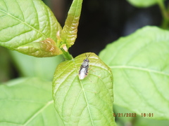 Odontomyia profuscata