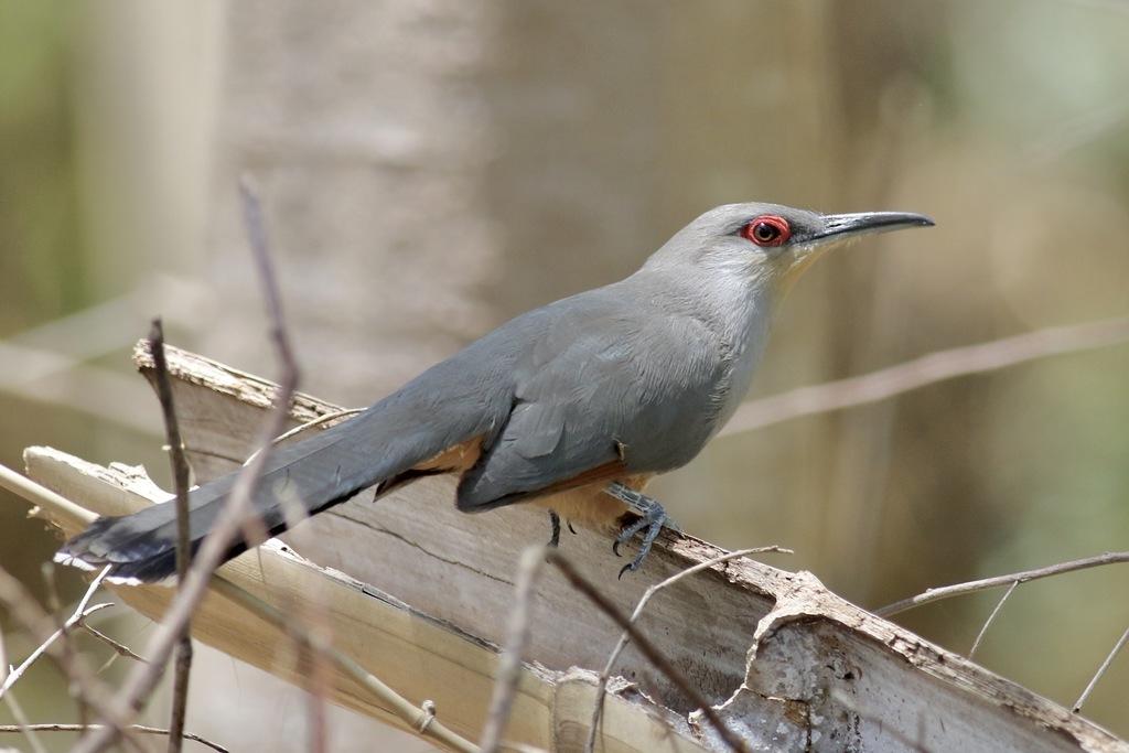 Hispaniolan Lizard-Cuckoo (Coccyzus longirostris) photo