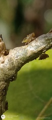 Alchisme tridentata