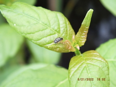 Odontomyia profuscata