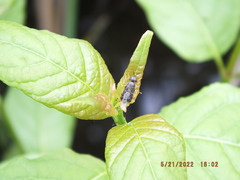 Odontomyia profuscata