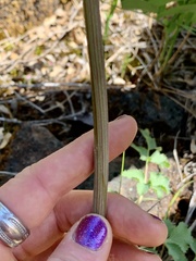 Lomatium howellii
