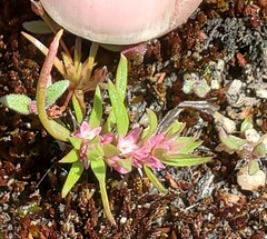 Polygonum polygaloides kelloggii