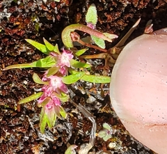 Polygonum polygaloides kelloggii