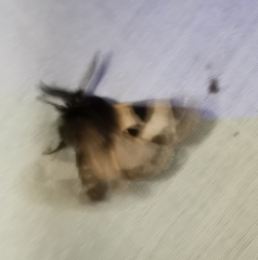 Watsonarctia deserta