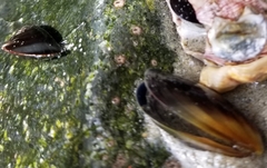 Mytilus californianus