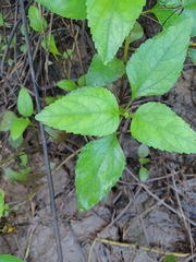 Wollastonia
