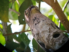 Nyctibius griseus