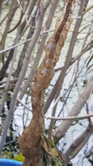 Ambystoma macrodactylum