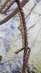 Ambystoma macrodactylum