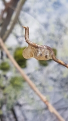 Ambystoma macrodactylum