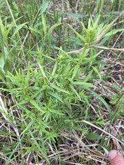 Lysimachia quadriflora