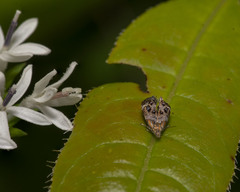 Tebenna gnaphaliella