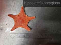 Hippasteria phrygiana