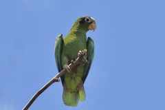 Amazona ventralis