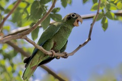 Amazona ventralis