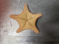 Hippasteria phrygiana