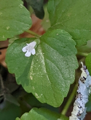 Clinopodium douglasii