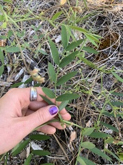 Lathyrus delnorticus